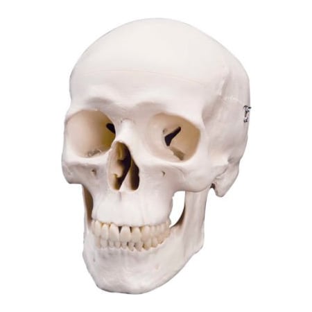 Fabrication Enterprises 3B Anatomical Model - Classic Skull, 3-Part 967133